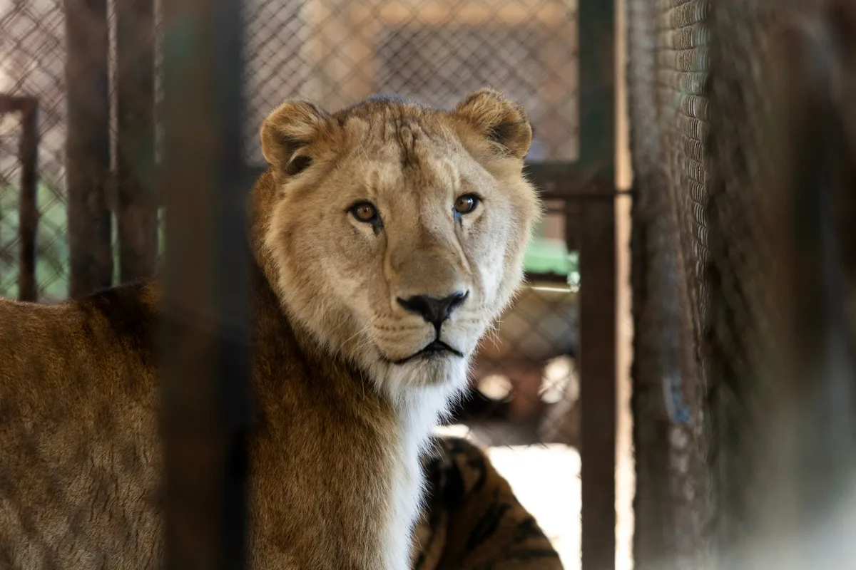 Liberaron en santuarios de Sudáfrica y Estados Unidos a los felinos que fueron trasladados desde el ex zoo de Luján