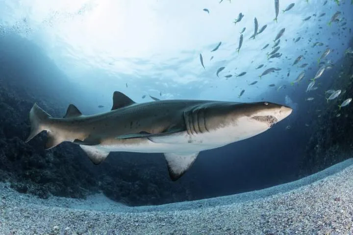 Thrill-seeking influencers are being bitten by sharks in search of selfies