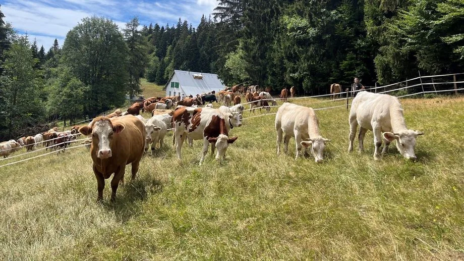 "On n’a jamais vu l’alpage dans cet état" : en Chartreuse, les vaches redescendent avec un mois d’avance