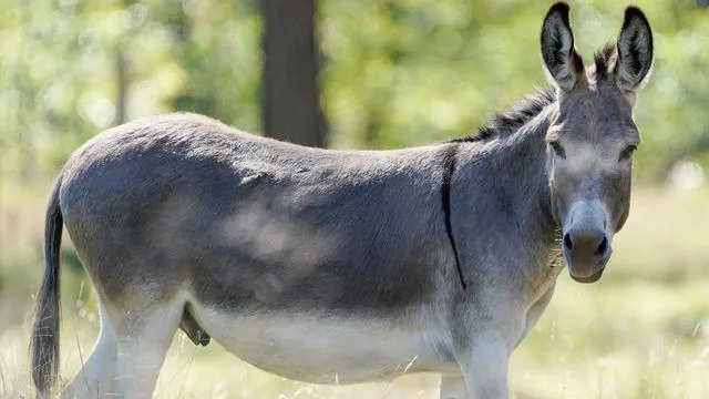 Tiere: Rabiater Esel attackiert Mann und Frau in Wohnmobil