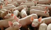 Brasil deve exportar até 96 mil toneladas de carne às Filipinas em 2026