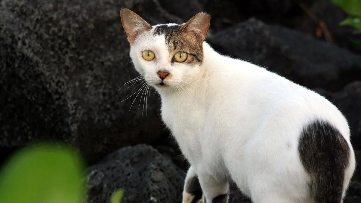 In 1815, cats arrived on Ascension Island; they drove huge seabird colonies away