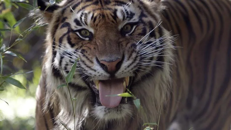 Man dies after entering tiger enclosure at Yorkshire Wildlife Park in the UK