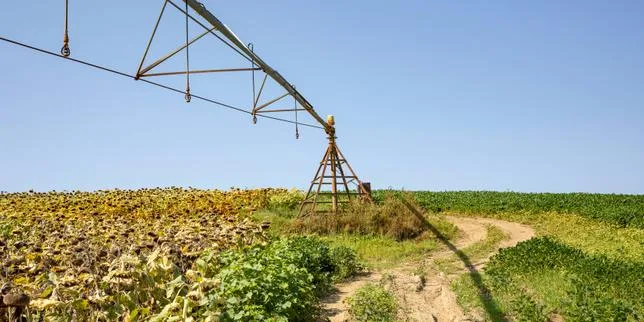 Loi d’urgence agricole : comment le Conseil constitutionnel donne le dernier mot à l’Anses