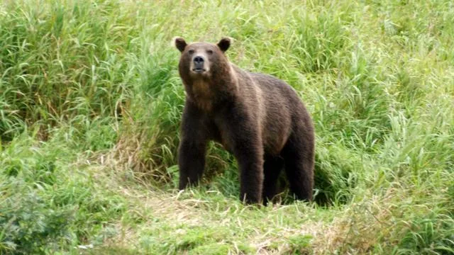 Krasnojarsk: Tödliche Bärenangriffe in Russland - Ermittler schreiten ein
