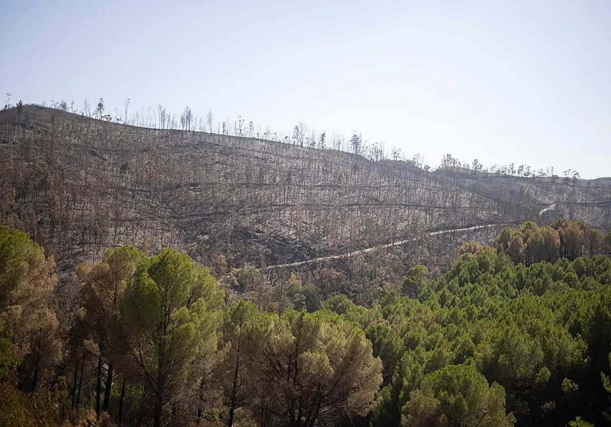 El Plan Infoca da por controlado el incendio de Niebla dos semanas después de iniciarse el fuego
