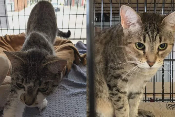 London-area animal rescue faces $200K bill after cats seized by province