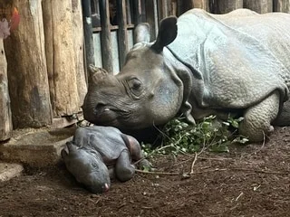 « Tout le monde se porte à merveille ! » : un bébé rhinocéros vient de naître au zoo de Cerza, en Normandie