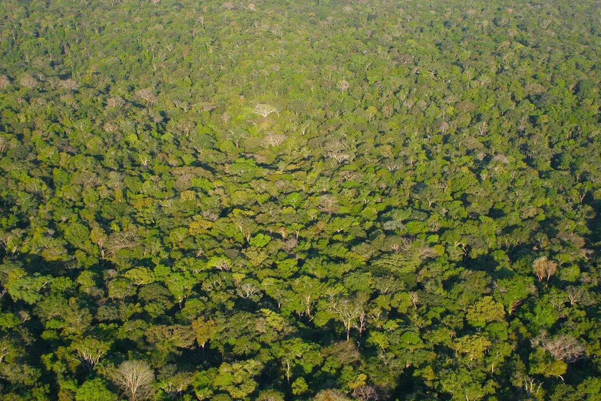 Amazônia tem a menor taxa de desmatamento já registrada pelo Inpe