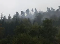Mischung mit mehr Laubholz: Dieser Baum kann Wälder vor Bränden schützen