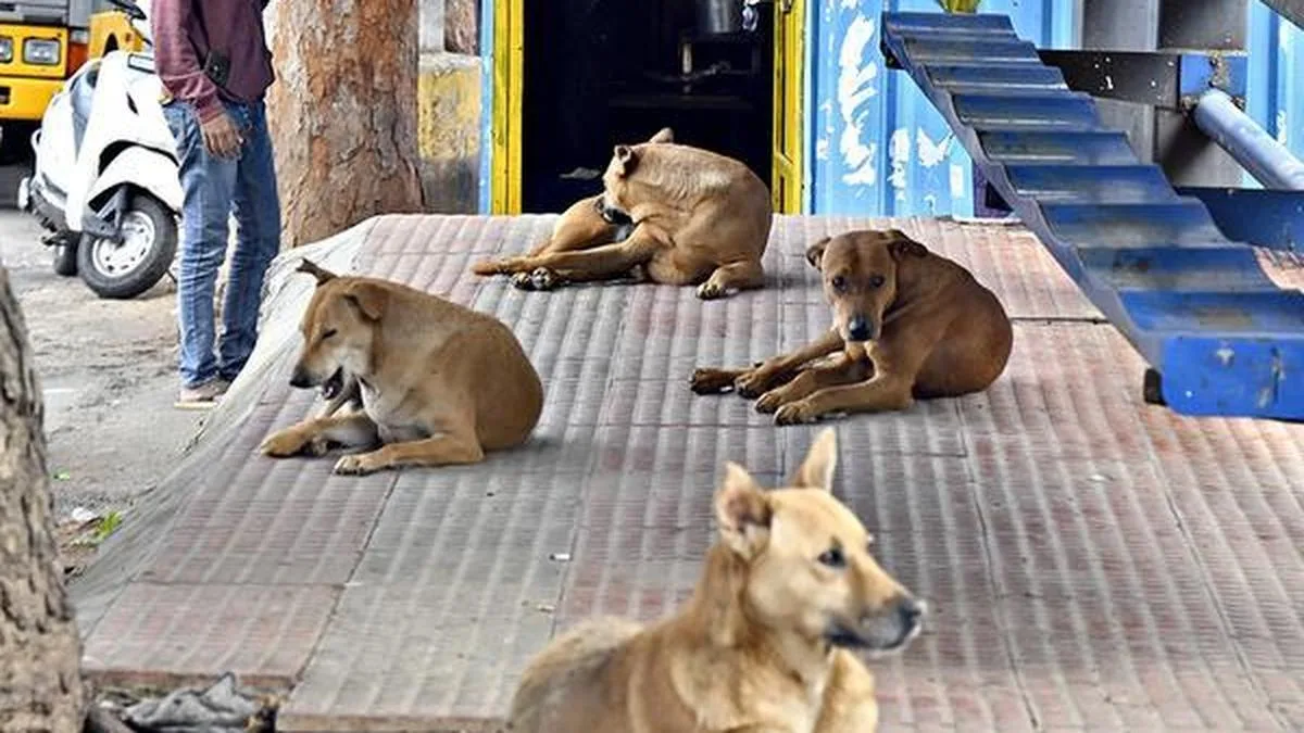 Study: Availability of predictable food through garbage and intentional feeding linked to India’s street-dog population