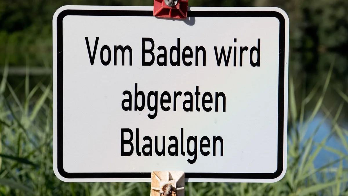 Entwarnung: Blaualgen in der Talsperre Pirk - Amt hebt Badewarnung auf