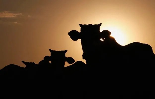 At least 49 people killed in armed cattle raid in South Sudan