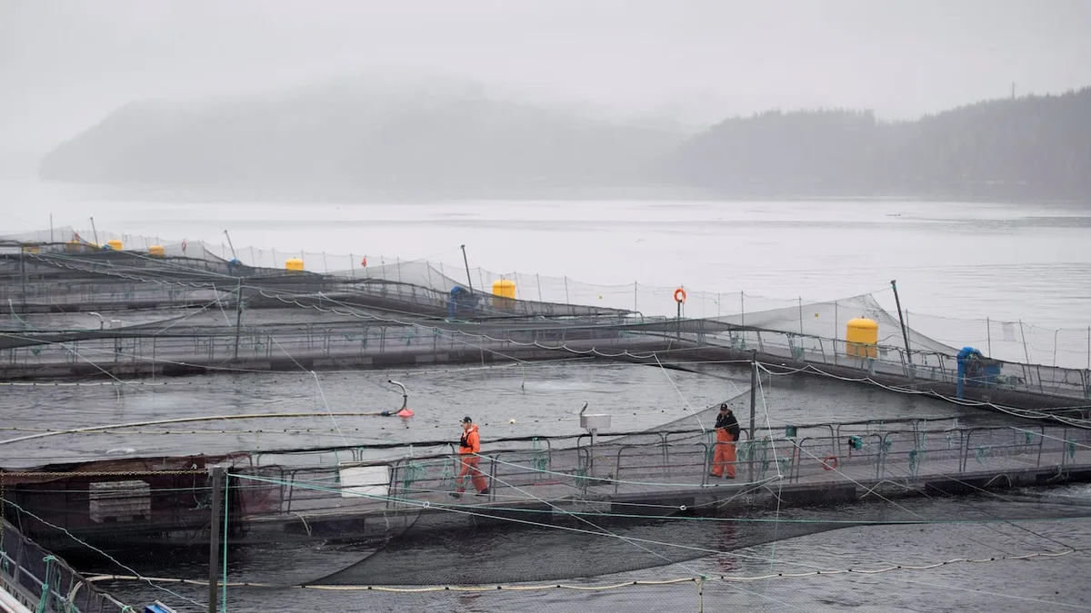 Heart disease found in 5 of 7 open-net salmon farms: study