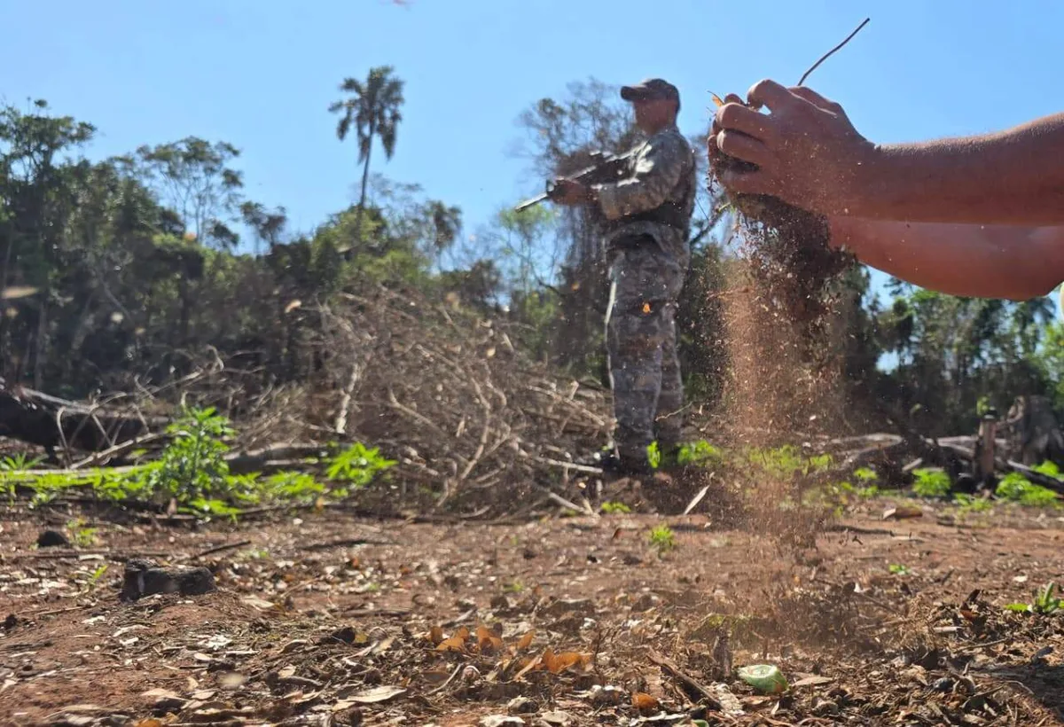 Combate ao tráfico agora inclui reflorestamento de áreas devastadas