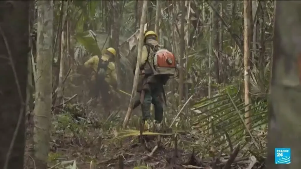 Brésil : la déforestation en Amazonie au plus bas depuis près de 40 ans