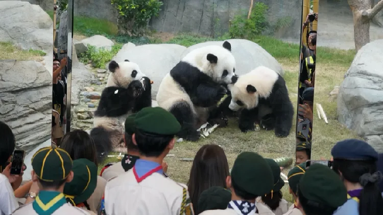 Hong Kong-born giant panda twins turn 2
