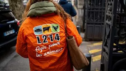 Après des soupçons de maltraitance animale à l'abattoir de Perpignan, une nouvelle inspection ordonnée par le préfet