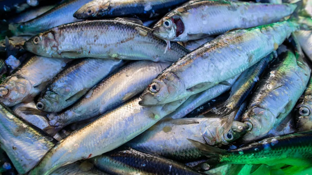 Fischfang: Heringsfischerei in der Ostsee – Kritik an EU-Plänen wächst