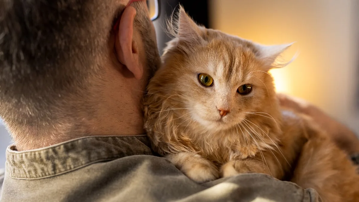 Los veterinarios aseguran: “Las personas favoritas de los gatos son las que ofrecen rutinas estables y les respetan sus tiempos”
