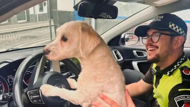 Dia do Cão: Autoridades apresentam "operacionais de 4 patas". Conheça-os