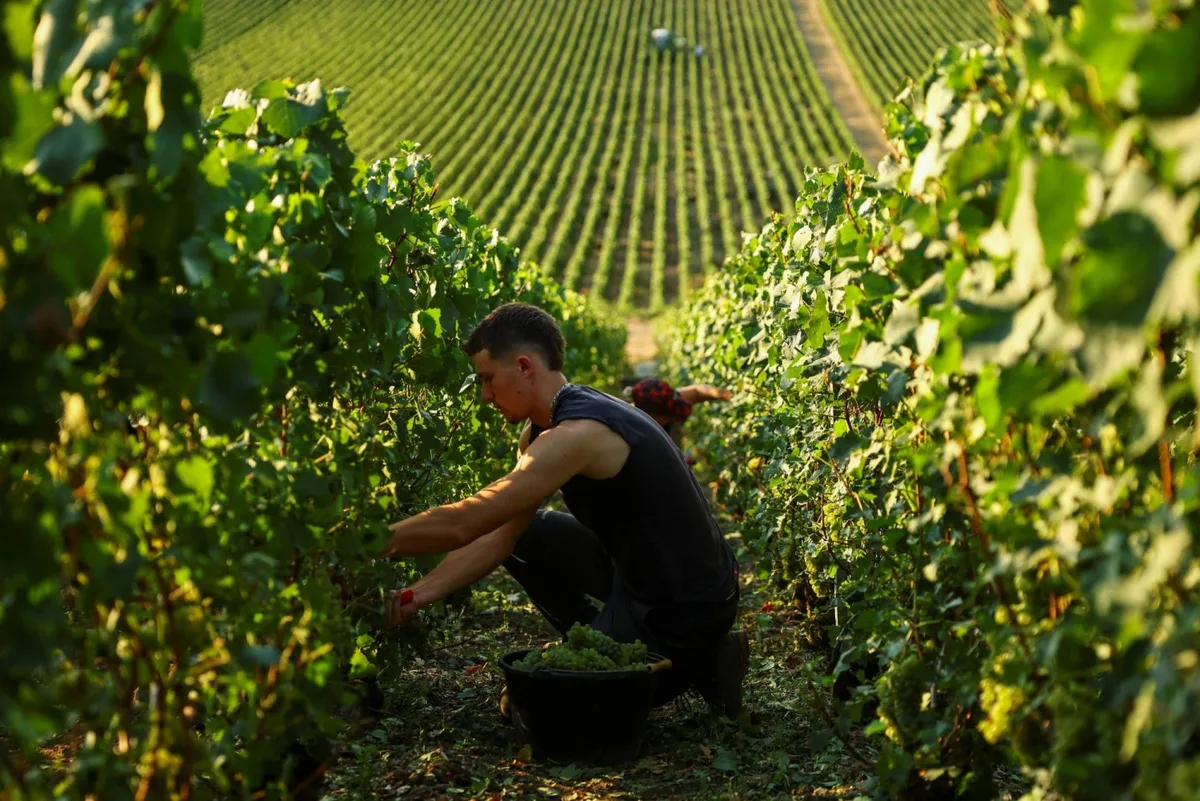Record-early champagne harvest highlights climate change impact on French vineyards