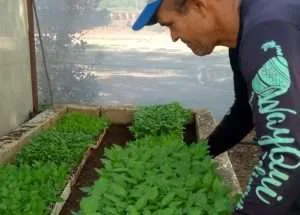 5.000 plántulas de pimentón fueron sembradas en comuna de Cumaná