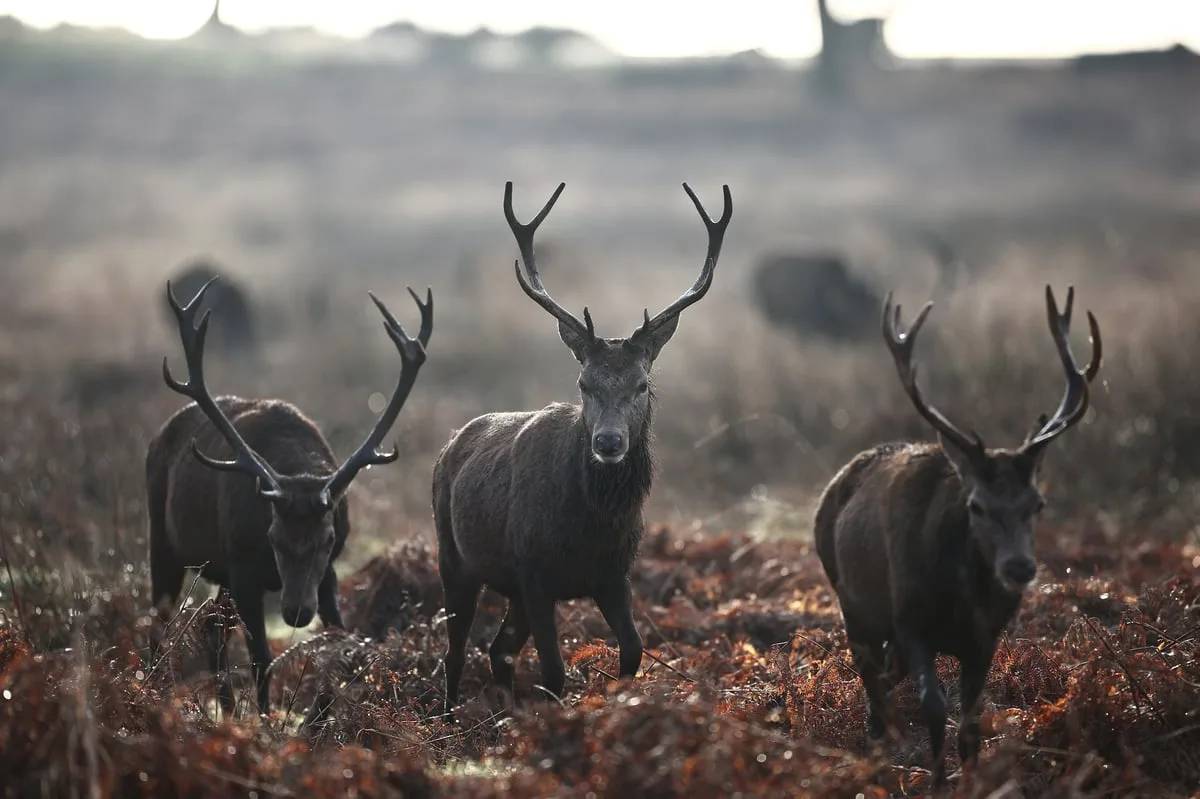 Stag shot after man in his 60s injured during a picnic in Richmond Park