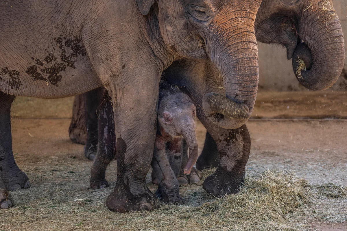 El zoo de Madrid celebra el nacimiento de dos especies en peligro de extinción y los animalistas critican que no los liberen
