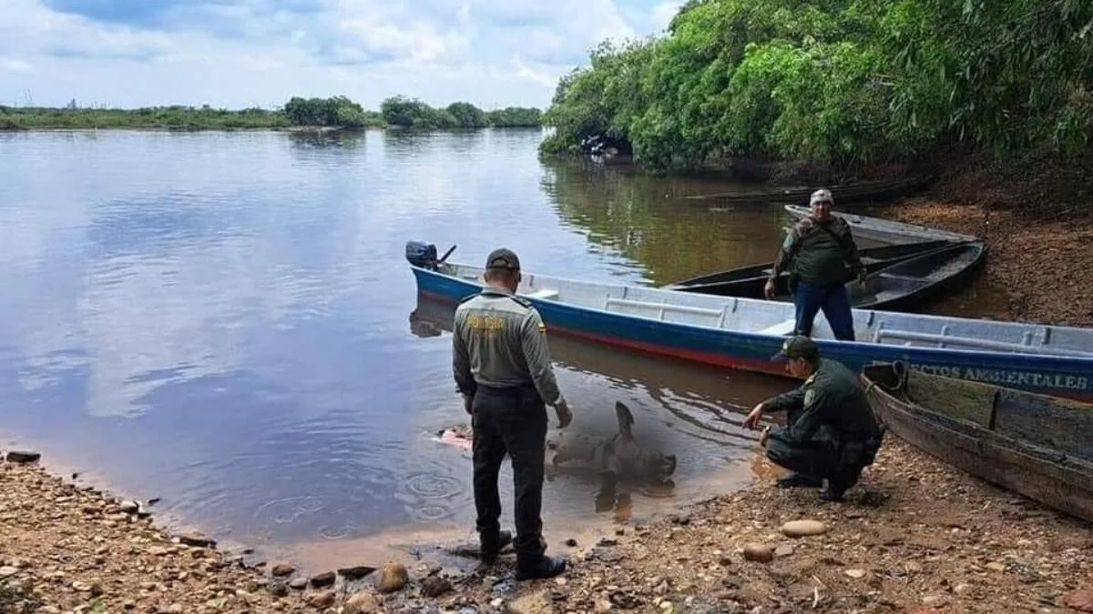 Cuatro manatíes aparecieron muertos en caño en Barrancabermeja: estas serían las razones de las muertes
