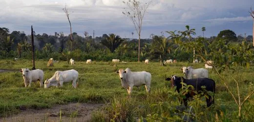 EU setzt Fleischimporte aus Brasilien wegen Antibiotika-Regeln aus