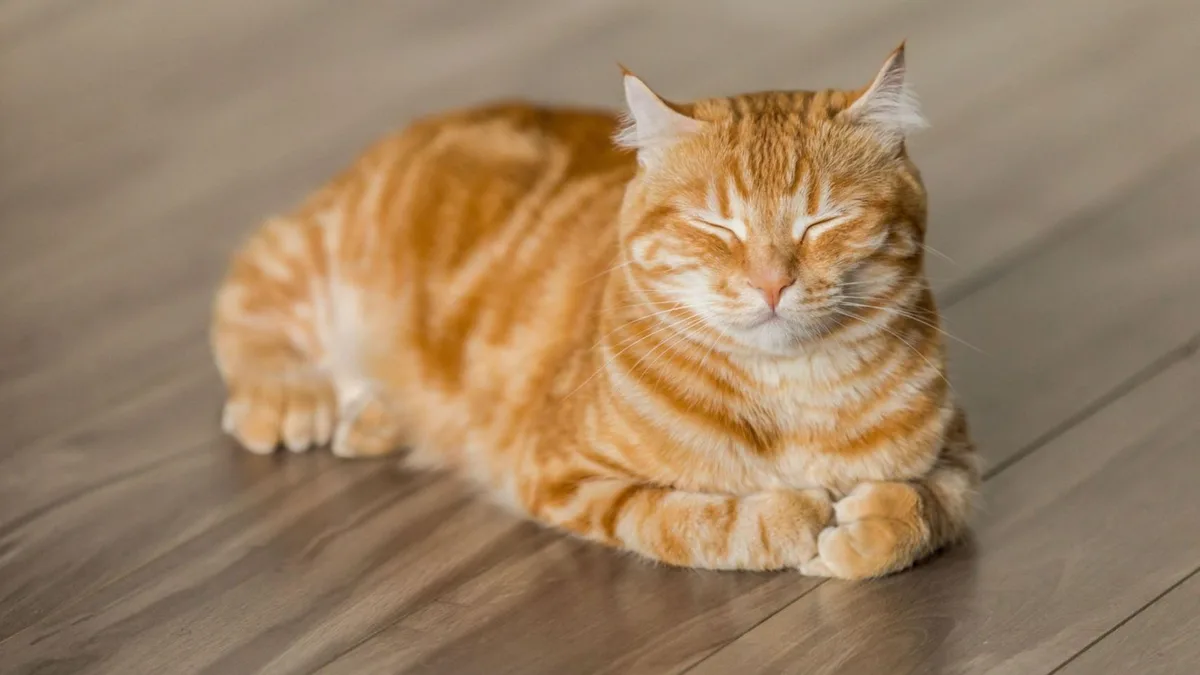 Los veterinarios coinciden: los gatos necesitan una rutina estricta para no estresarse; si no, se pueden incomodar