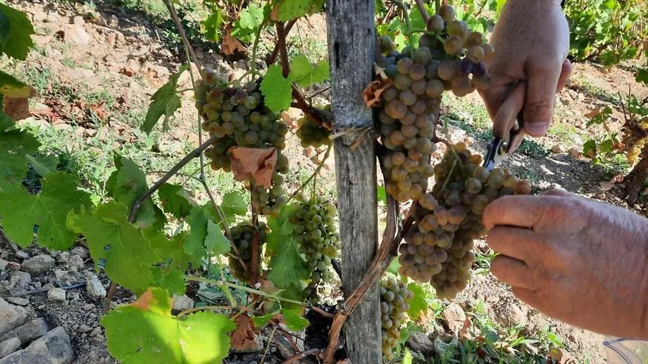 "On n'a jamais commencé aussi tôt" : la sécheresse et la canicule engendrent des records de précocité pour les vendanges