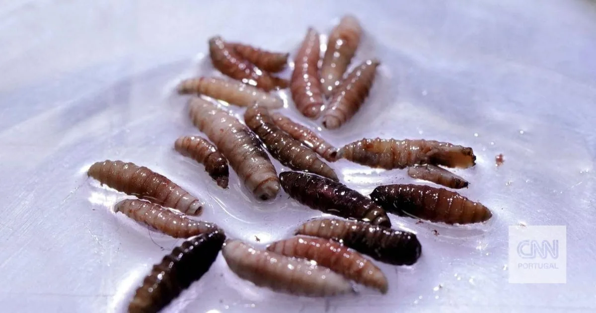 Deposita ovos em feridas, larvas rasgam a carne e o animal morre em sete dias. A larva que ameaça deixar a carne bem mais cara nos EUA