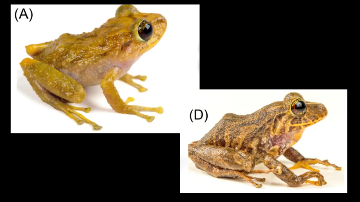 Scientists find a new frog species hidden in a museum drawer for a century