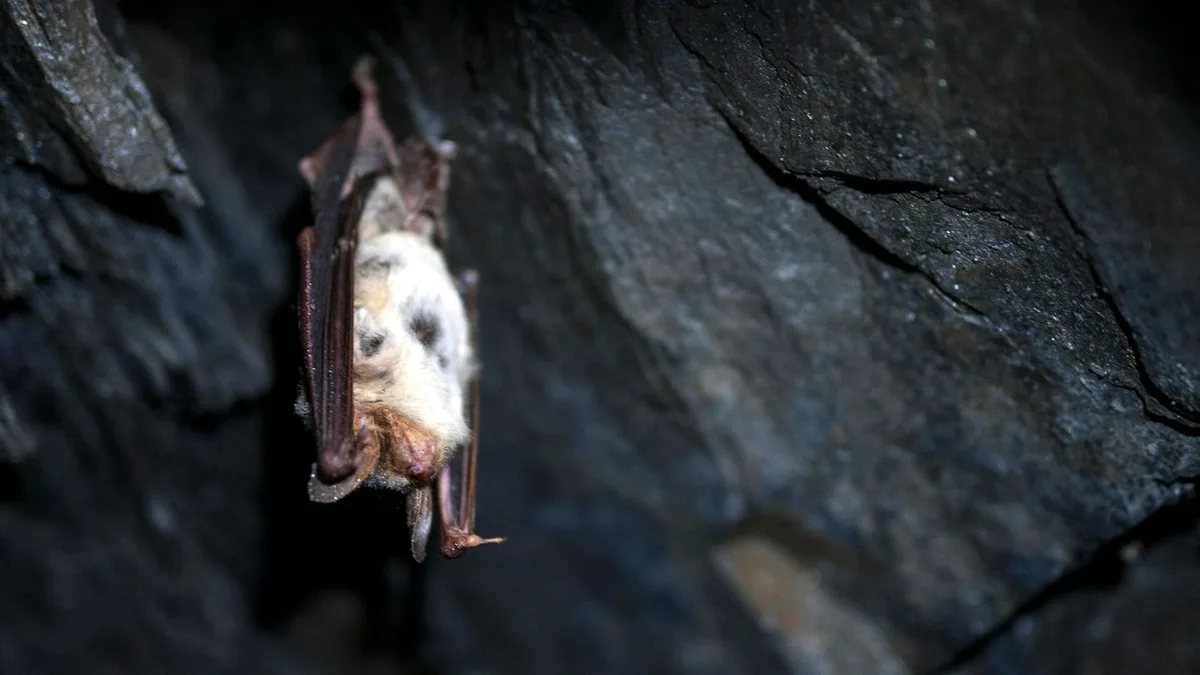 Tierschutz: Bedrohte Tiere - wie es um Fledermäuse in Thüringen steht