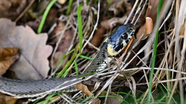 Tierretter: Harmlose heimische Schlange löst Feuerwehreinsatz aus