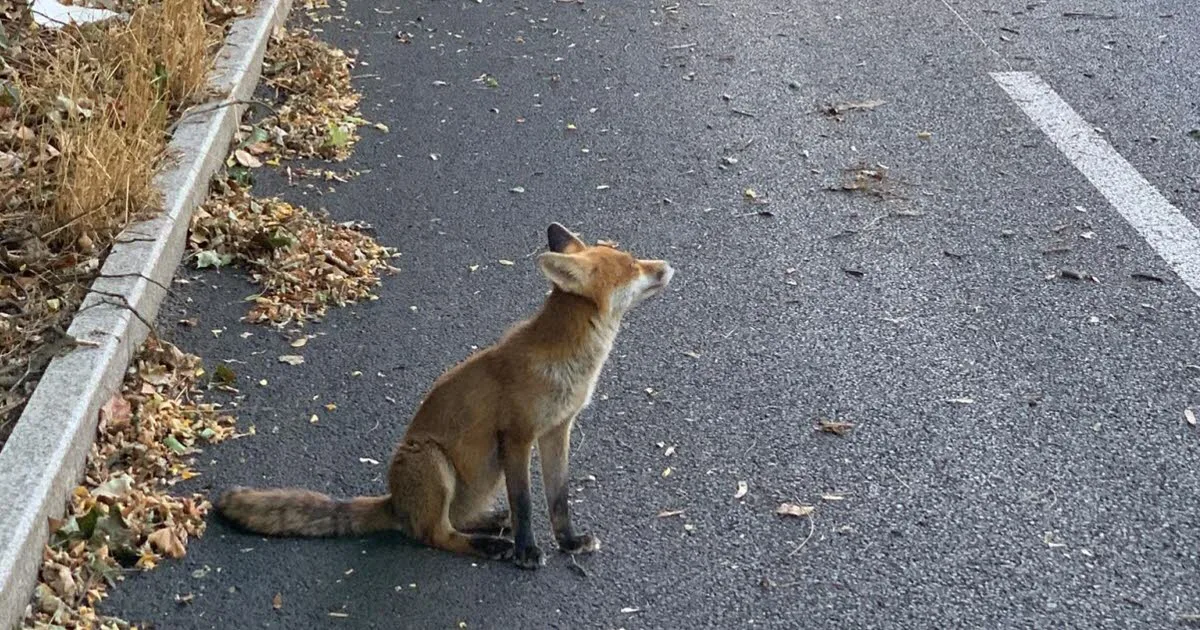 Métropole de Lyon. « Il ne doit pas mourir » : après avoir déjà mordu, une association veut sauver le renard de Tassin de l’abattage