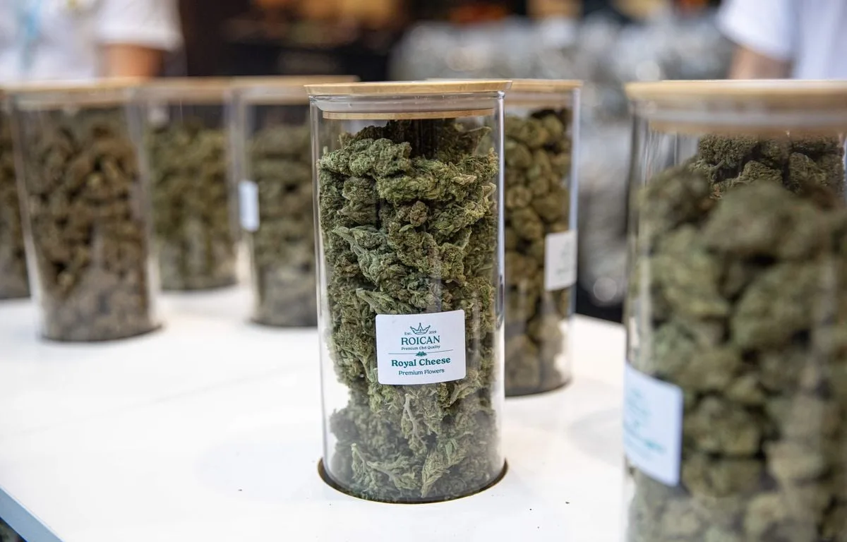« Jamais je n’avais eu ça avec le cannabis »… Des consommateurs alertent sur le CBC et le THCX, vendus légalement