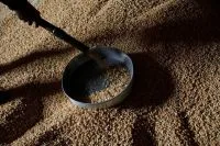 Estimativa de produtividade do algodão sobe em Mato Grosso