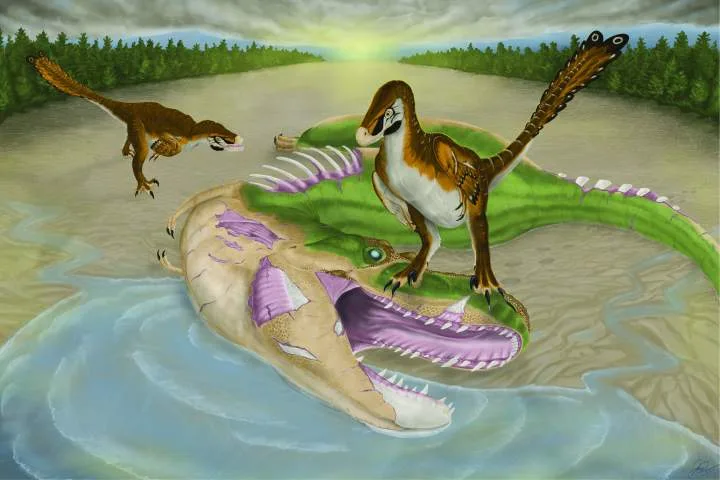 University of Alberta researchers find evidence raptor may have fed on apex predator