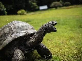 Cette tortue de 194 ans est le plus vieil animal du monde : des scientifiques pensent avoir percé son secret