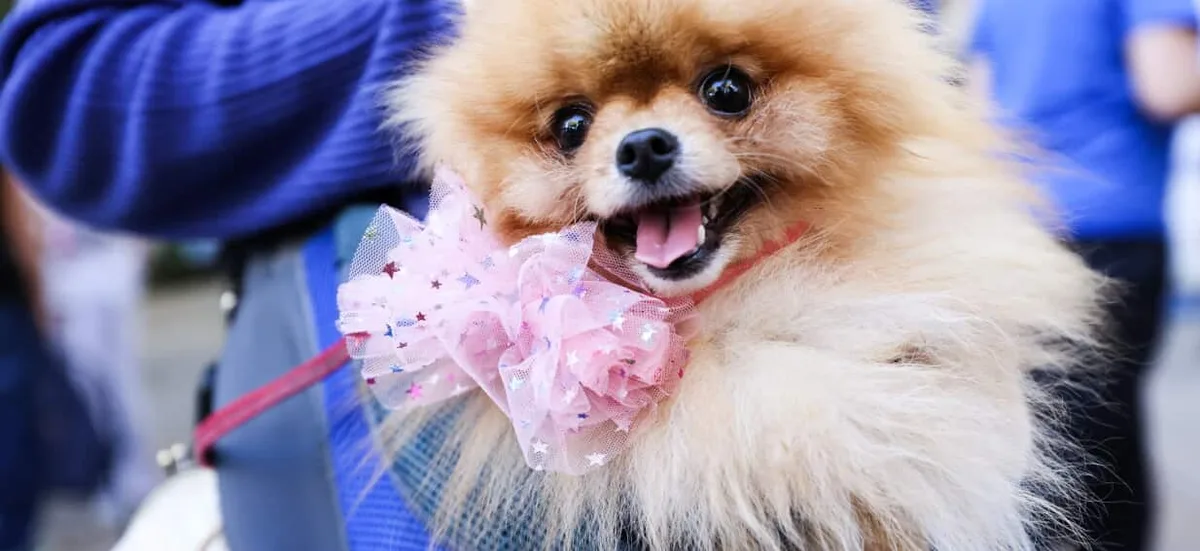 Why do small dogs live longer than big dogs? Scientists may have found the answer