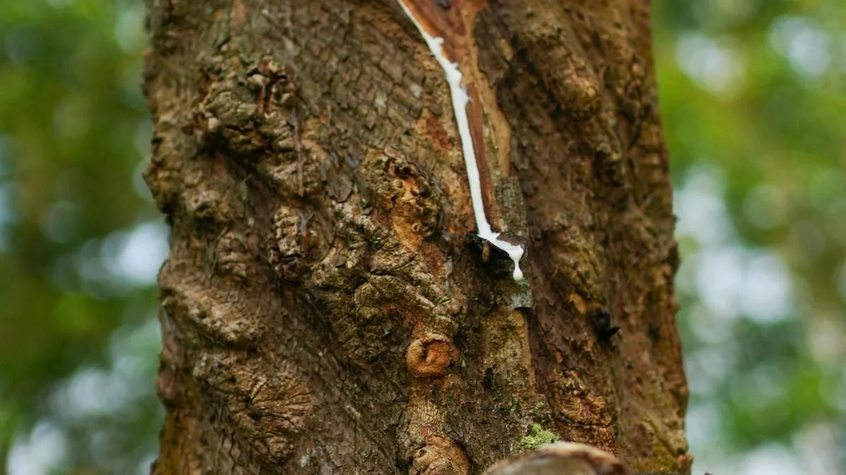 New study suggests measures for propping up Keralam’s ailing natural rubber sector