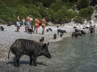 Pourquoi les touristes se précipitent sur cette plage pour nager avec de petits cochons dans des eaux turquoise