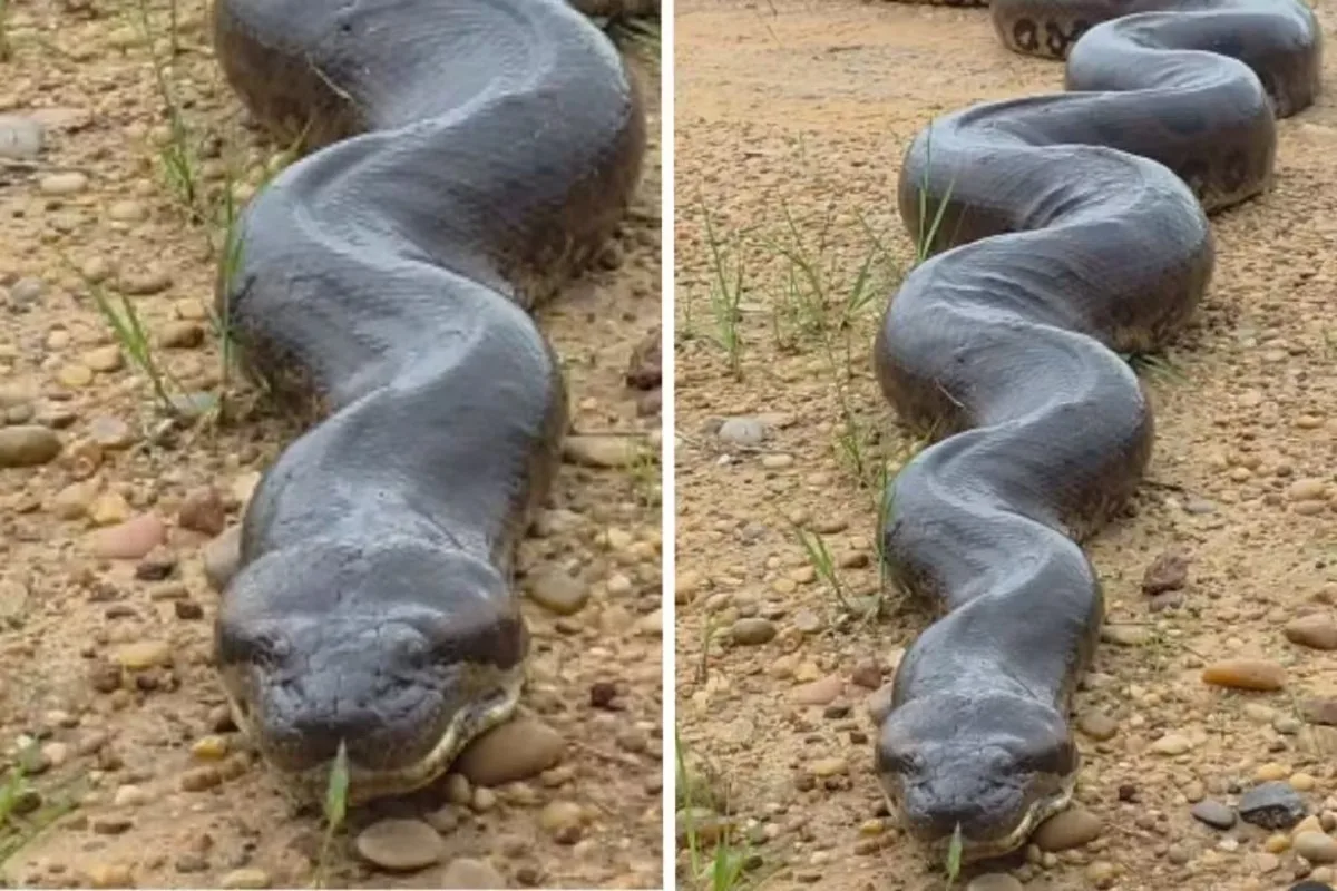 Fotógrafo fica cara a cara com sucuri gigante em parque de MS: ‘animal imponente’