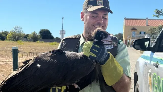 Abutre-preto ferido resgatado pela GNR em Alcochete