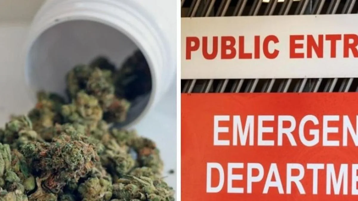 Cannabis psychosis hospital visits skyrocket by 49 per cent in Victoria
