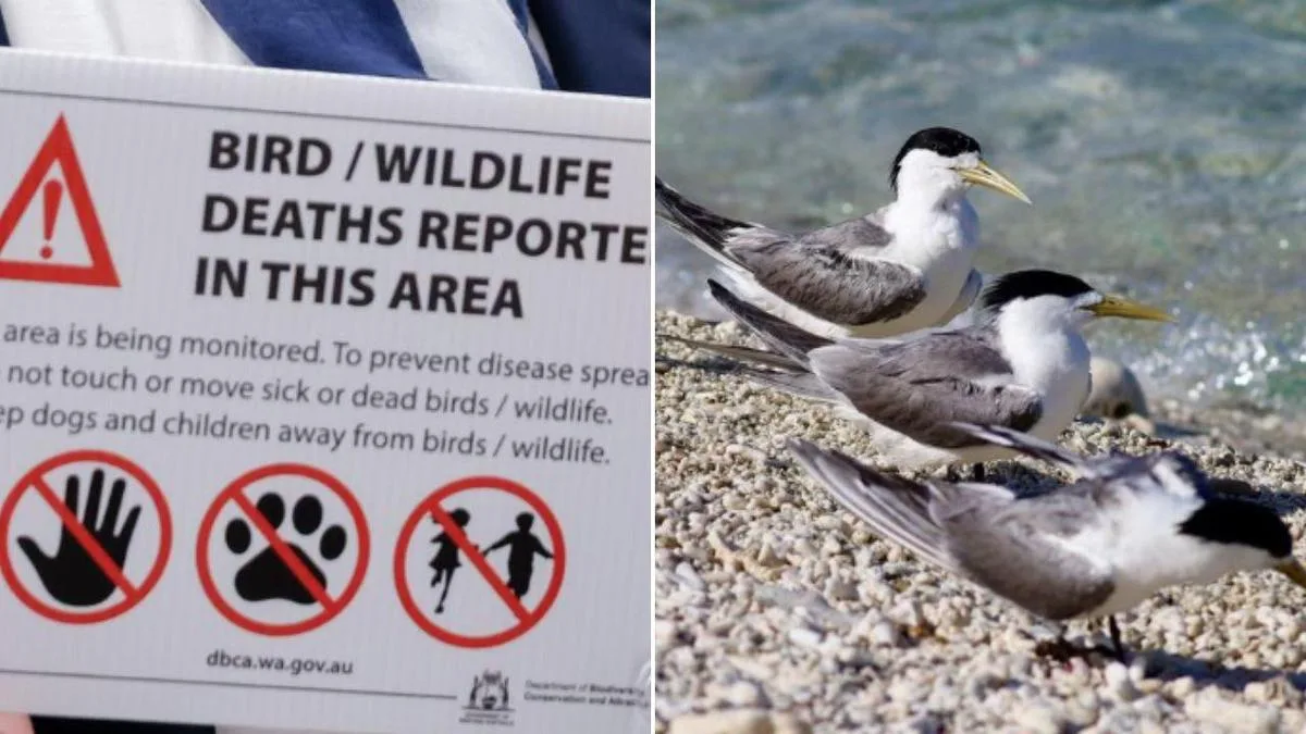 Alarm over bird flu surge after mass deaths of seabirds, penguins across two states