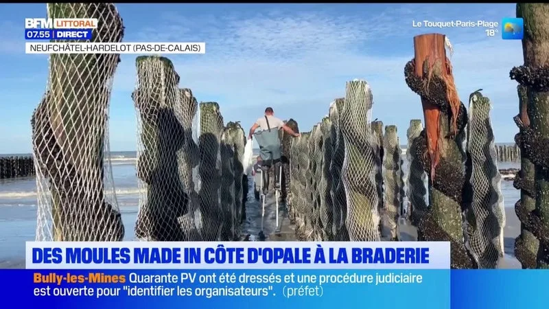 Des moules récoltées à Hardelot pour la braderie de Lille